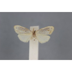 /filer/webapps/moths/media/images/T/tripuncta_Exilisia_HT_BMNH.jpg