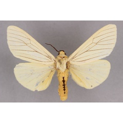 /filer/webapps/moths/media/images/N/nyasana_Spilosoma_HT_BMNH.jpg