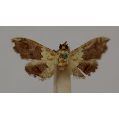 /filer/webapps/moths/media/images/C/citrina_Agrotera_HT_BMNH.jpg