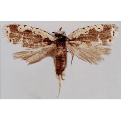/filer/webapps/moths/media/images/C/cerussochlaena_Panegyra_HT_BMNH.jpg