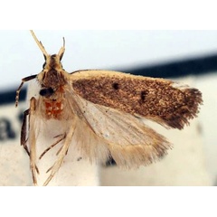 /filer/webapps/moths/media/images/M/marginata_Lecithocera_HT_BMNH.jpg