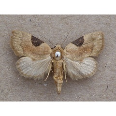 /filer/webapps/moths/media/images/F/fuscicona_Odontestis_A_Butler.jpg