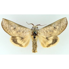/filer/webapps/moths/media/images/S/sittaca_Hemiceratoides_AM_TMSA_03.jpg