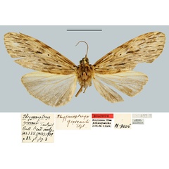 /filer/webapps/moths/media/images/G/griveaudi_Phryganopteryx_HT_MNHN.jpg