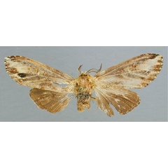 /filer/webapps/moths/media/images/P/pinto_Eurystauridia_AT_RMCA.jpg