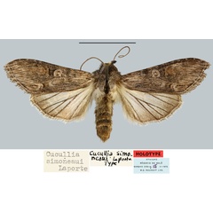 /filer/webapps/moths/media/images/S/simoneaui_Cucullia_HT_BMNH.jpg