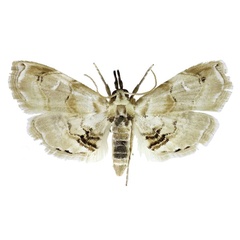 /filer/webapps/moths/media/images/W/whitei_Trichophysetis_AM_BMNH.jpg