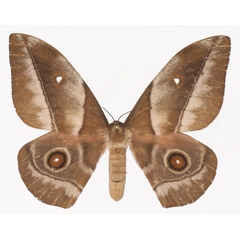 /filer/webapps/moths/media/images/R/rhodophila_Gonimbrasia_AF_Basquina.jpg