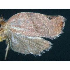 /filer/webapps/moths/media/images/D/dinota_Choristoneura_AF_Trematerra.jpg