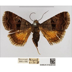 /filer/webapps/moths/media/images/A/accincta_Ozarba_AF_NHMUK.jpg