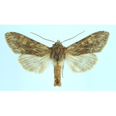 /filer/webapps/moths/media/images/M/macara_Cucullia_AF_Legrain.jpg