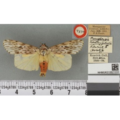 /filer/webapps/moths/media/images/R/rectangulata_Phryganopteryx_HT_BMNHa.jpg