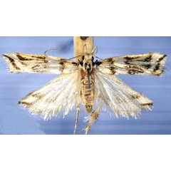 /filer/webapps/moths/media/images/O/obliquella_Idiopteryx_AM_TMSA_02.jpg