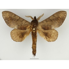 /filer/webapps/moths/media/images/C/cuneilinea_Catalebeda_AM_Basquin_02.jpg