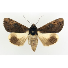 /filer/webapps/moths/media/images/M/mesoleuca_Ulotrichopus_AF_TMSA_01.jpg