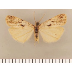 /filer/webapps/moths/media/images/F/favillacea_Pasteosia_PTM_TMSA.jpg
