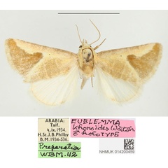 /filer/webapps/moths/media/images/K/khonoides_Eublemma_HT_BMNH.jpg
