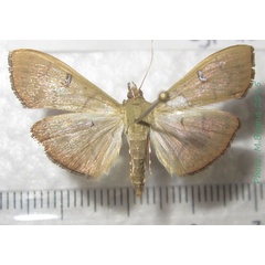 /filer/webapps/moths/media/images/Z/zyphalis_Condylorrhiza_AM_Bippus.jpg