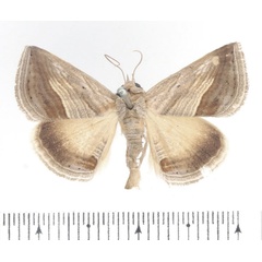 /filer/webapps/moths/media/images/D/diagonalis_Gnamptogyia_AF_BMNH.jpg