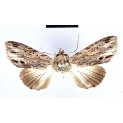 /filer/webapps/moths/media/images/A/albilineata_Cucullia_HT_ZMHB.jpg