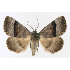 /filer/webapps/moths/media/images/Z/zonaria_Plecoptera_AF_TMSA_01.jpg