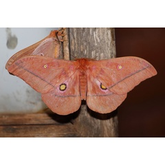 /filer/webapps/moths/media/images/R/rubra_Nudaurelia_A_Voaden_02.jpg