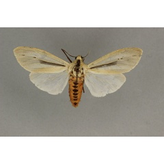 /filer/webapps/moths/media/images/L/leucanioides_Creatonotos_A_BMNH_02.jpg