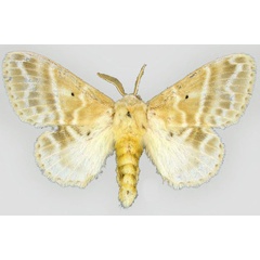 /filer/webapps/moths/media/images/A/aphrasta_Eucraera_AT_BMNH.jpg