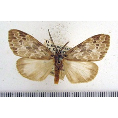/filer/webapps/moths/media/images/A/aurivilii_Galtara_A_HDOU.jpg