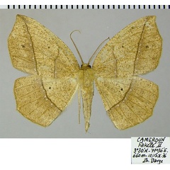 /filer/webapps/moths/media/images/N/nigricola_Epigynopteryx_AF_ZSM.jpg