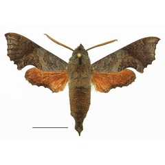 /filer/webapps/moths/media/images/E/elegans_Temnora_AM_Basquin_03a.jpg