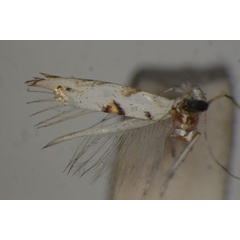 /filer/webapps/moths/media/images/M/metallifera_Crobylophora_HT_BMNH.jpg