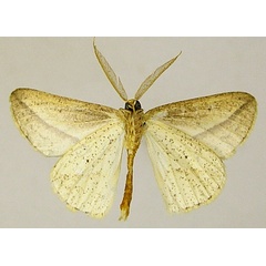/filer/webapps/moths/media/images/T/tenera_Epigynopteryx_AM_ZSMb.jpg
