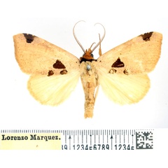 /filer/webapps/moths/media/images/P/pyramidalis_Marcipa_AM_BMNH.jpg