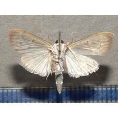/filer/webapps/moths/media/images/P/phaeopteralis_Herpetogramma_A_Goffb_04.jpg