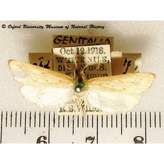 /filer/webapps/moths/media/images/M/marginepunctellus_Scirpophaga_A_OUMNH.jpg