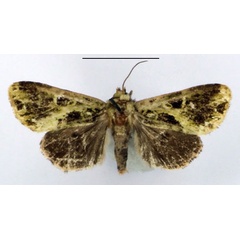 /filer/webapps/moths/media/images/N/nigra_Nyodes_AM_BMNH.jpg