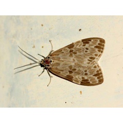 /filer/webapps/moths/media/images/D/doriae_Galtara_A_Wursten.jpg