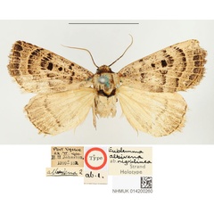 /filer/webapps/moths/media/images/N/nigrilinea_Eublemma_HT_BMNH.jpg