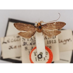 /filer/webapps/moths/media/images/X/xanthochalca_Lecithocera_HT_BMNH.jpg