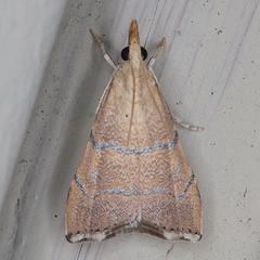 /filer/webapps/moths/media/images/S/sharporum_Ptychopseustis_AM_Heynsc.jpg