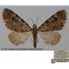 /filer/webapps/moths/media/images/N/nigropolata_Eupithecia_AF_BMNH_01.jpg