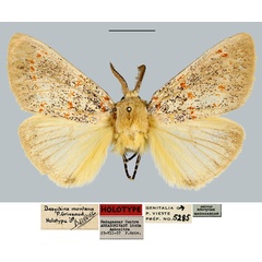 /filer/webapps/moths/media/images/M/montana_Dasychira_HT_MNHN.jpg