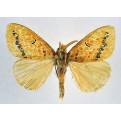 /filer/webapps/moths/media/images/O/orestes_Mylantria_AM_NHMO.jpg
