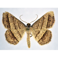 /filer/webapps/moths/media/images/N/normata_Chiasmia_AM_NHMO.jpg