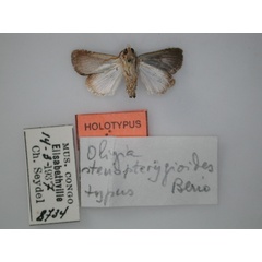 /filer/webapps/moths/media/images/S/stenopterygioides_Oligia_HT_RMCA_02.jpg