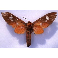 /filer/webapps/moths/media/images/E/ehrmanni_Balacra_HT_CMP_02.jpg