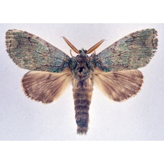 /filer/webapps/moths/media/images/C/calliope_Chlorocalliope_AM_NHMO.jpg