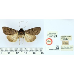 /filer/webapps/moths/media/images/R/rubiana_Mamestra_HT_BMNH.jpg