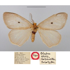 /filer/webapps/moths/media/images/I/ituri_Olapa_HT_BMNH.jpg